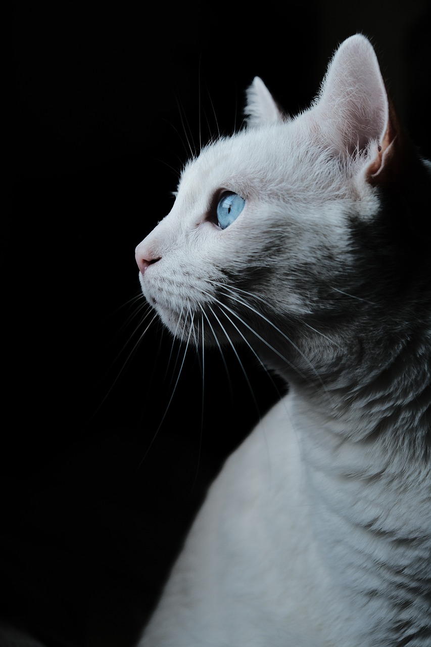 Understanding the Gentle Spirit of the Tonkinese